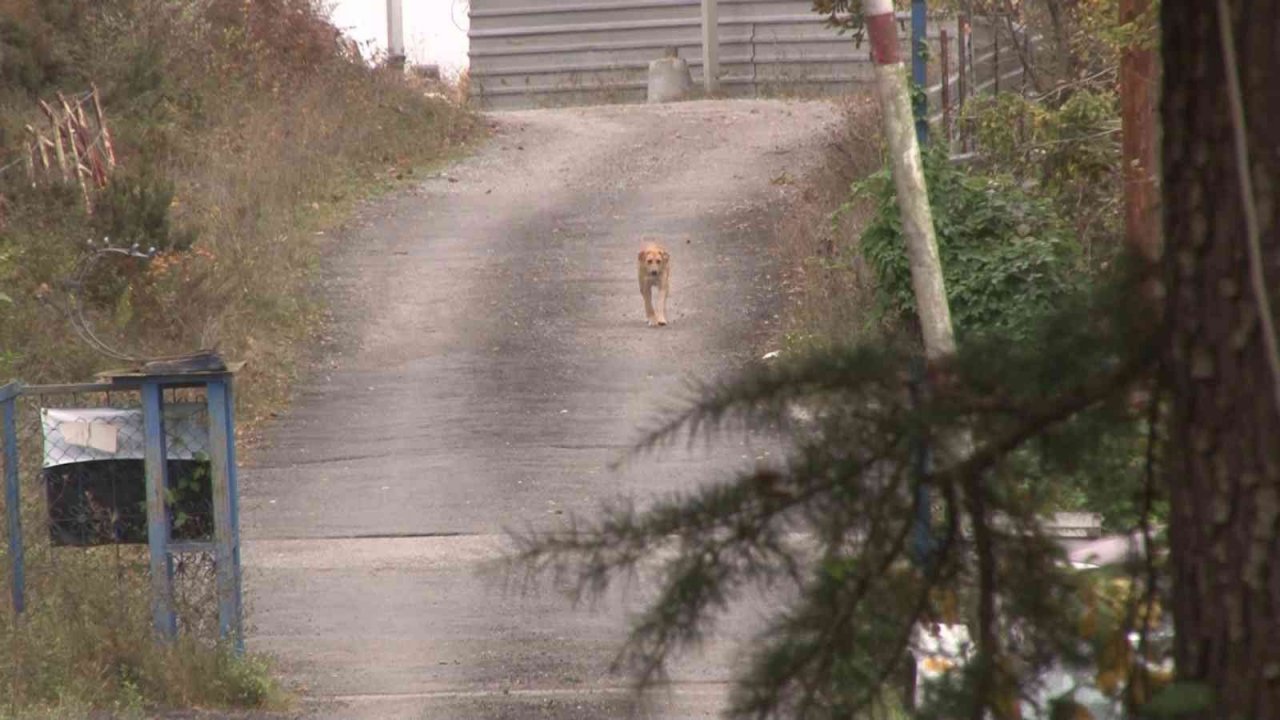Tavuklarına saldırdığı gerekçesiyle sokak köpeğine ateş açtı