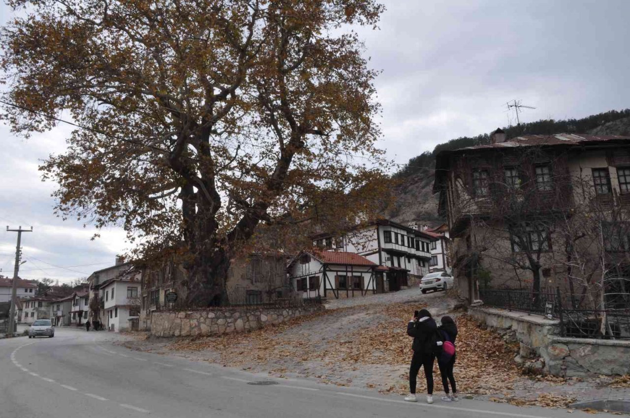 Tarihi ilçenin gerdanlığı: 500 yıllık çınar ağacı