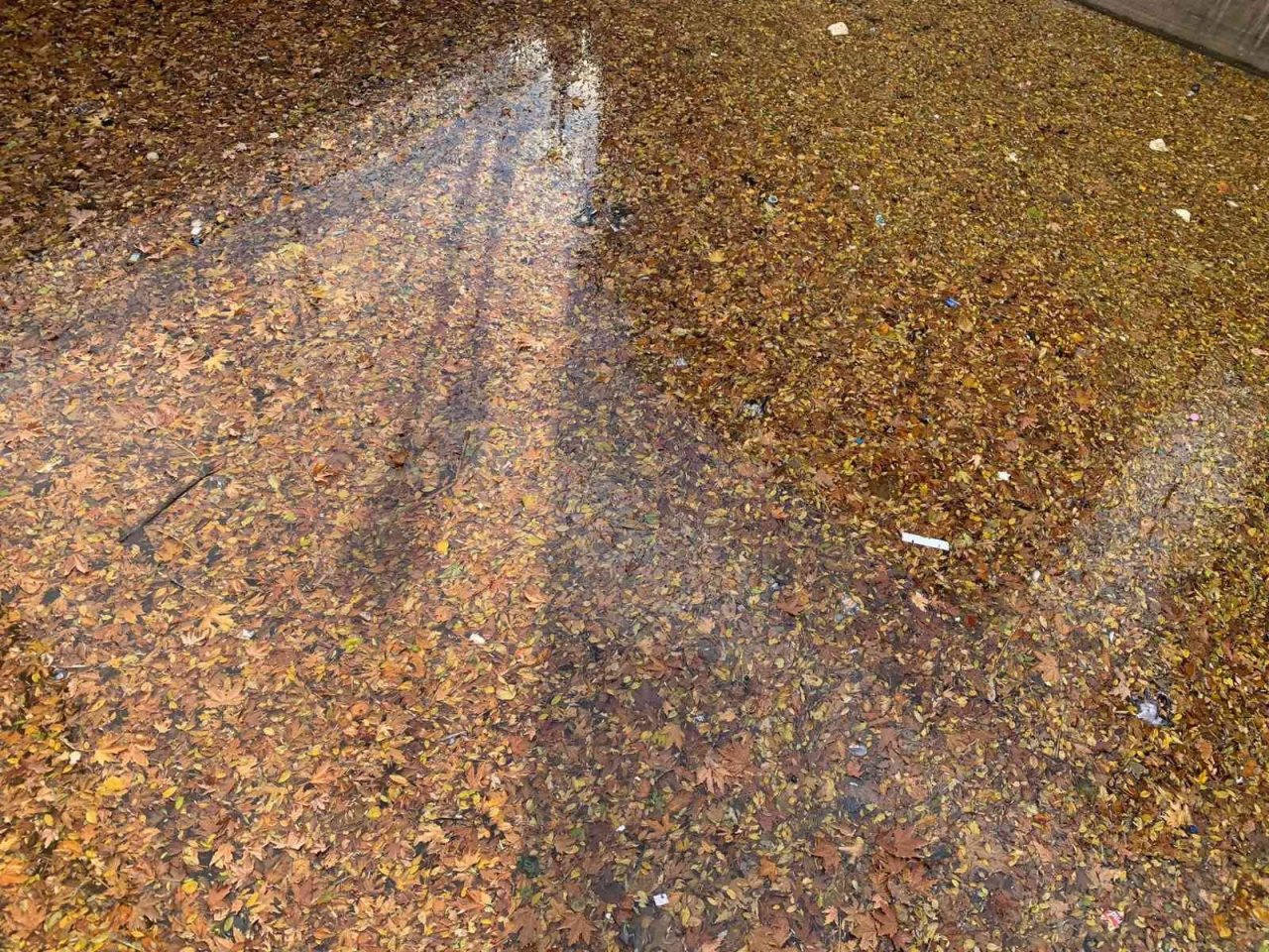 Dökülen yapraklar Porsuk yüzeyini kapladı