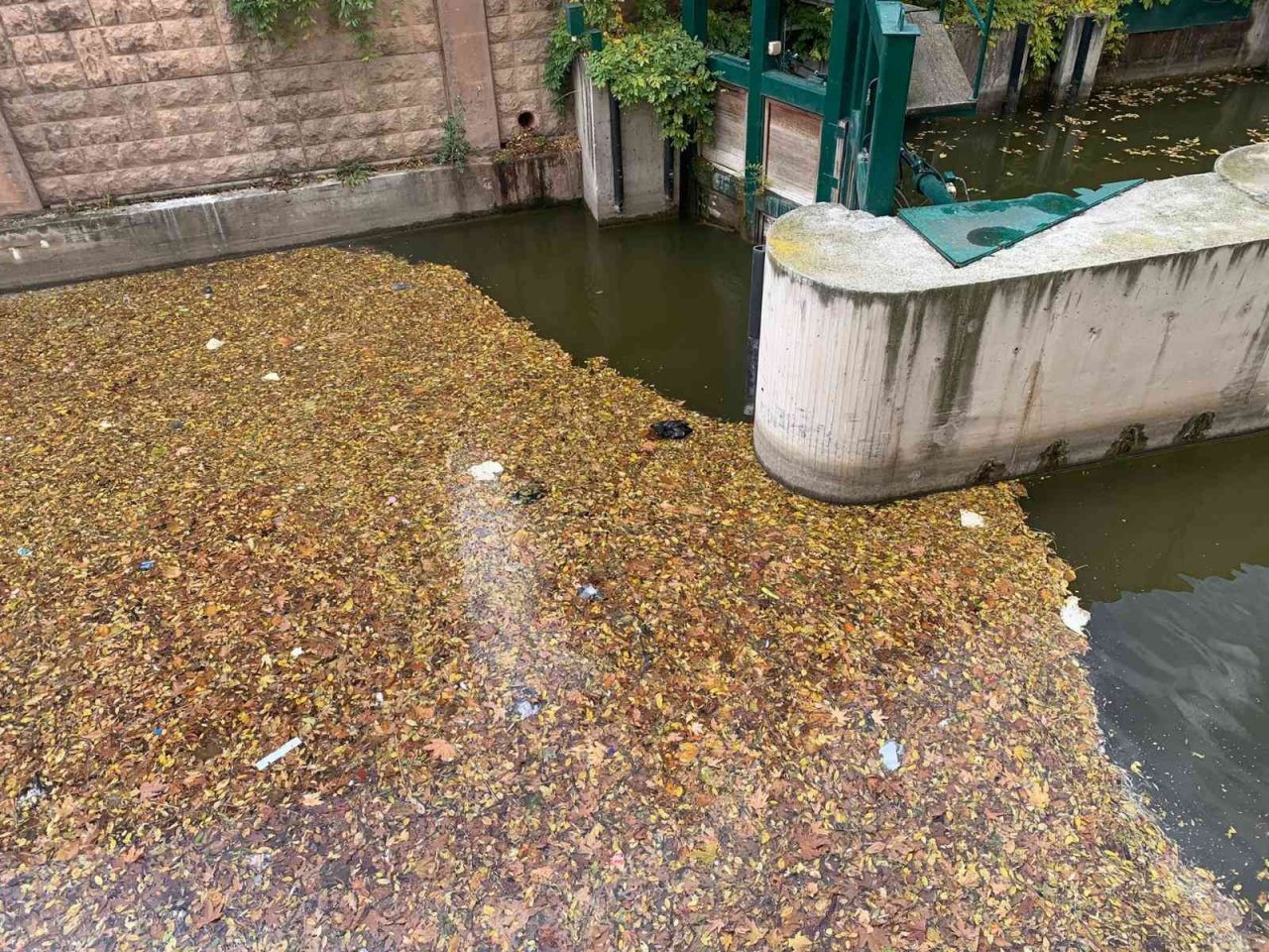 Dökülen yapraklar Porsuk yüzeyini kapladı