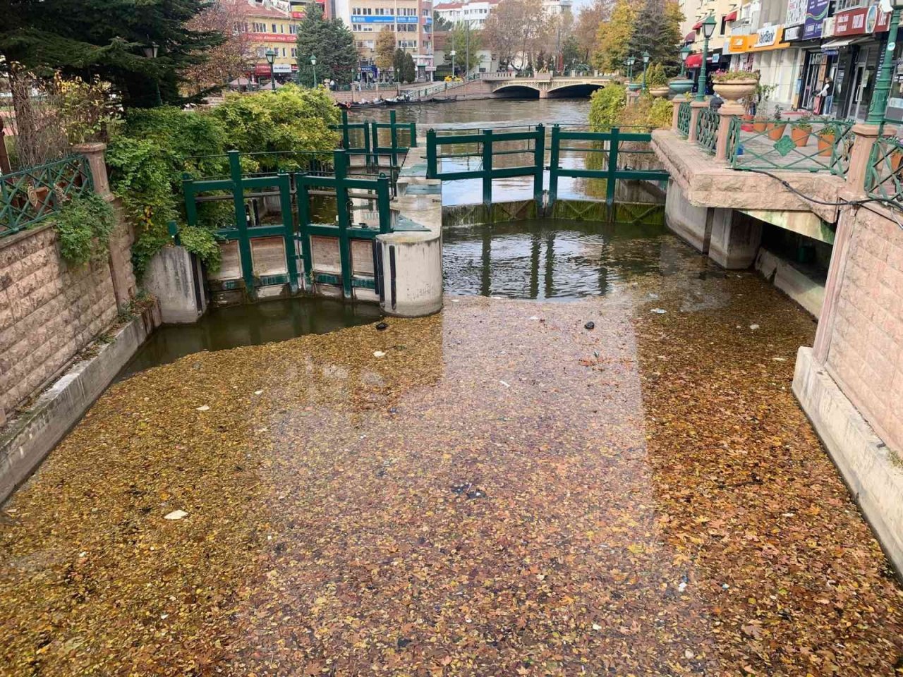 Dökülen yapraklar Porsuk yüzeyini kapladı