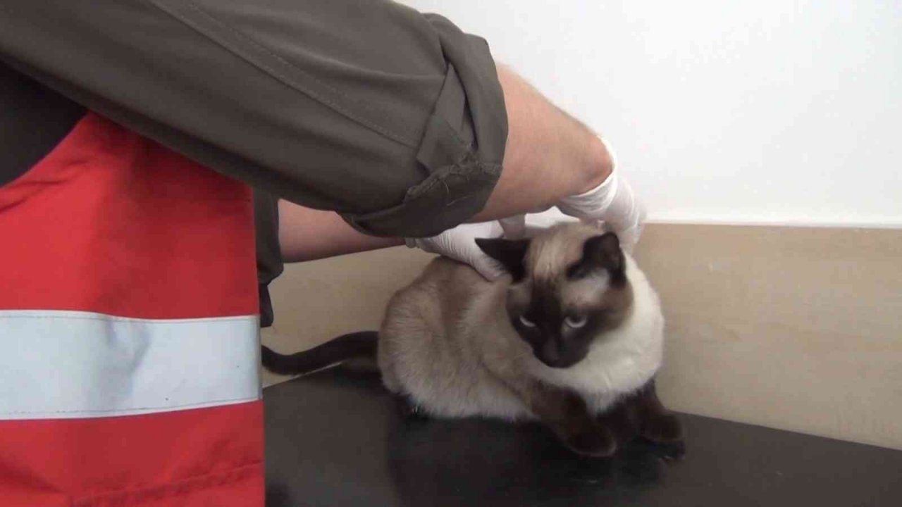 Afyonkarahisar’da 1000’den fazla kedi ve köpek çiplendi