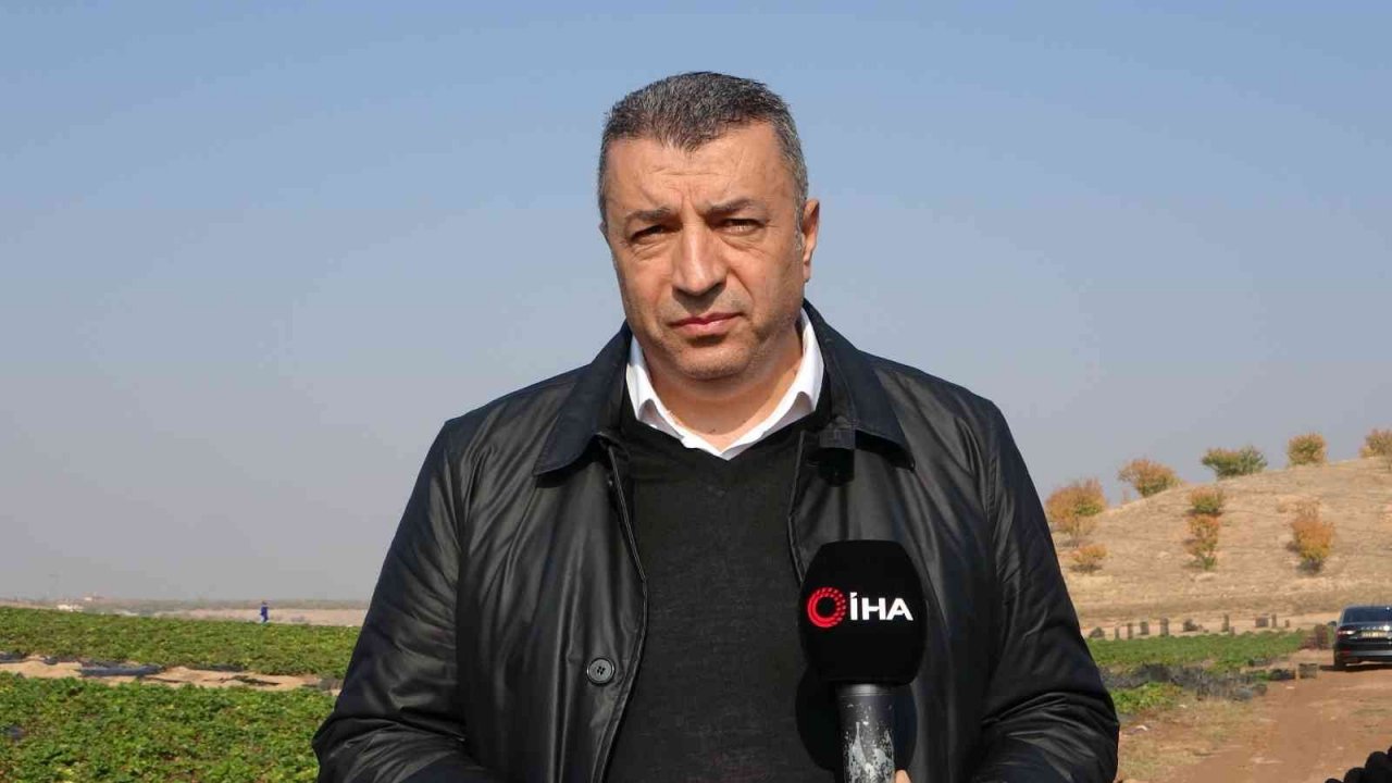 Malatya’dan ABD ve AB ülkelerine dondurulmuş çilek ihracatı