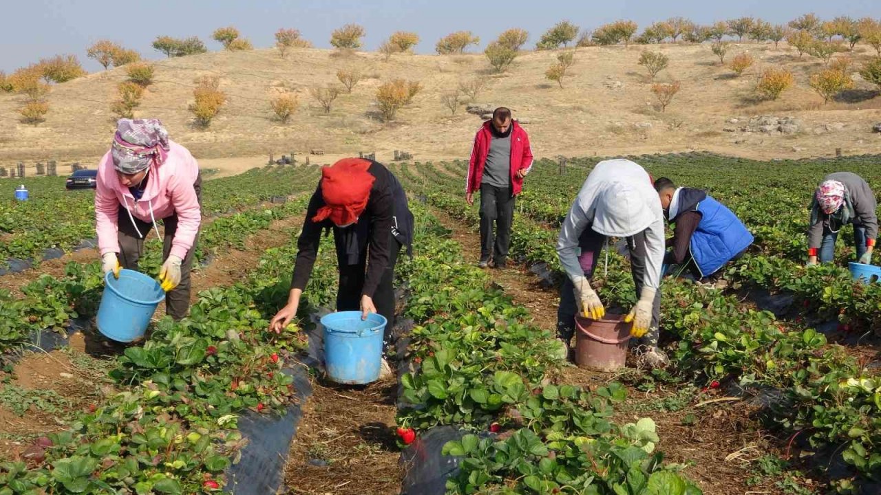 Malatya’dan ABD ve AB ülkelerine dondurulmuş çilek ihracatı
