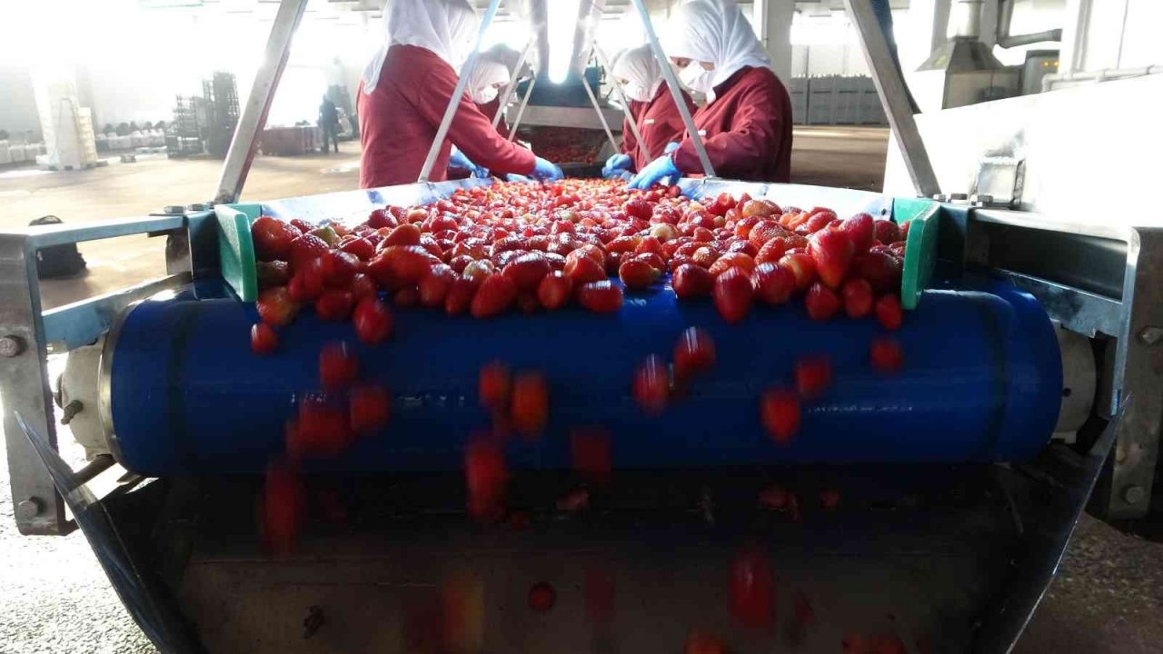 Malatya’dan ABD ve AB ülkelerine dondurulmuş çilek ihracatı