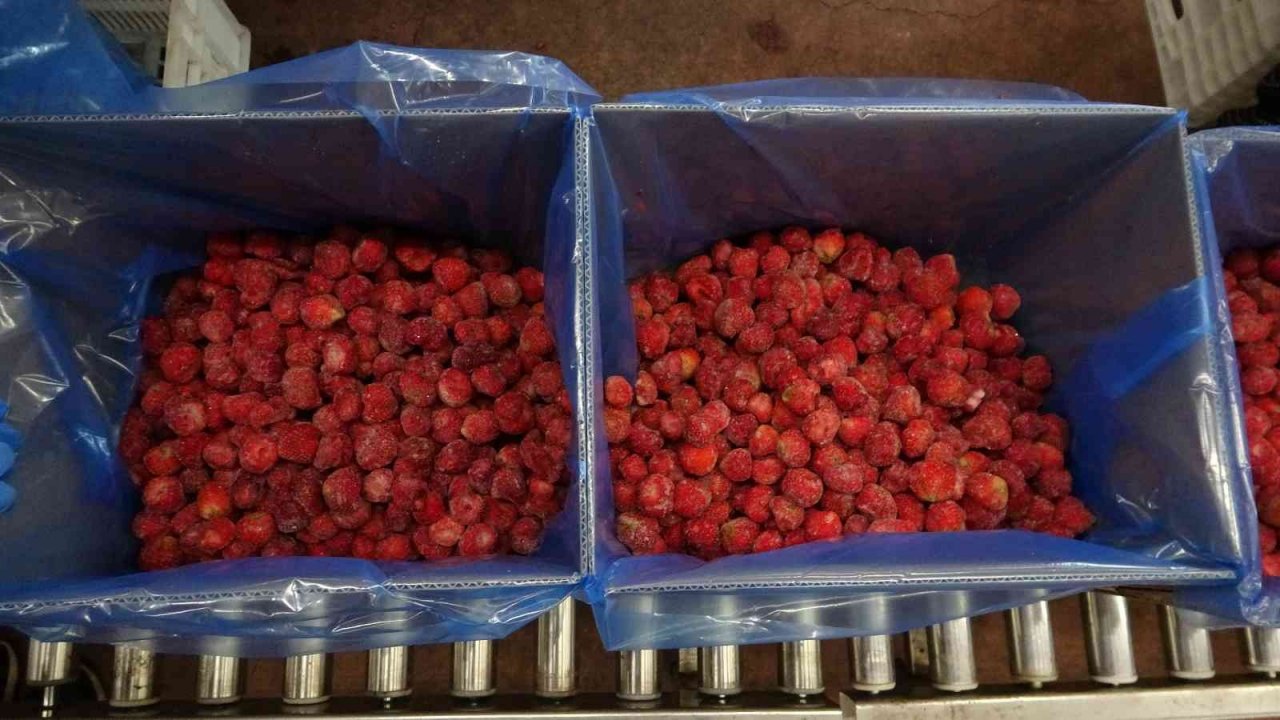 Malatya’dan ABD ve AB ülkelerine dondurulmuş çilek ihracatı