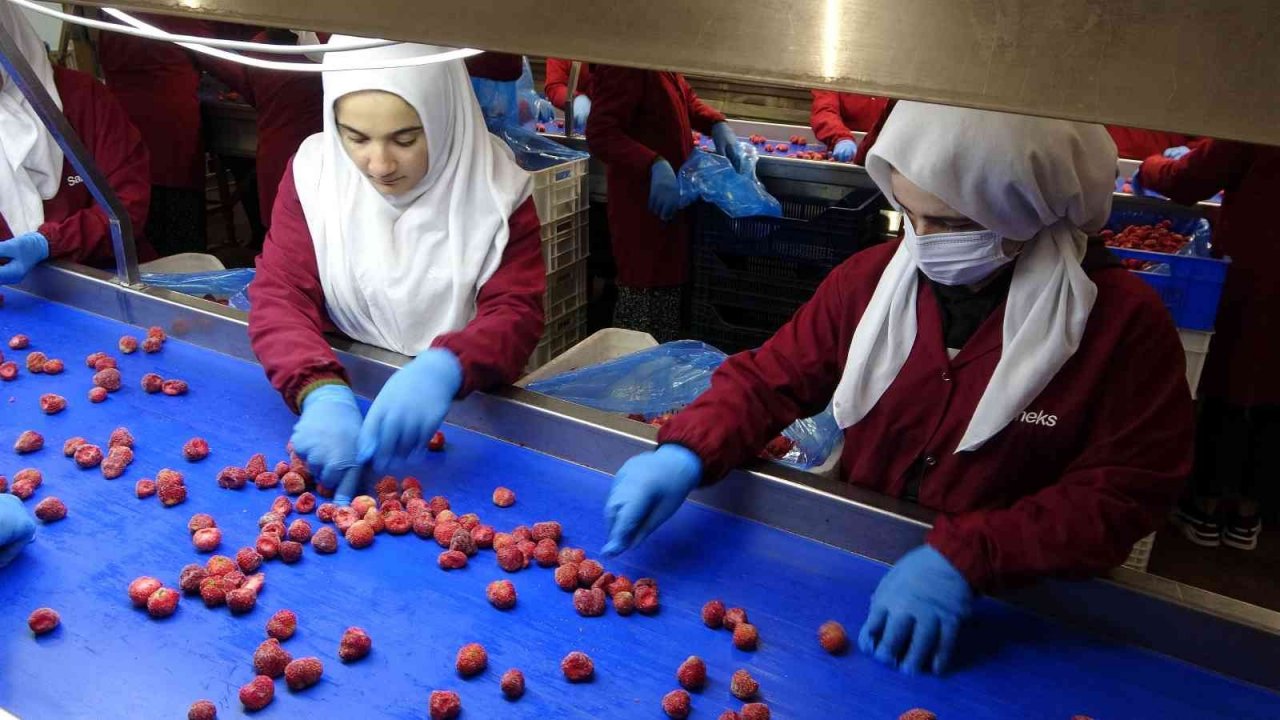 Malatya’dan ABD ve AB ülkelerine dondurulmuş çilek ihracatı