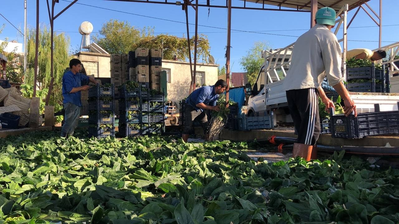 Ispanak ve turp hasadı başladı: İş çok, işçi yok