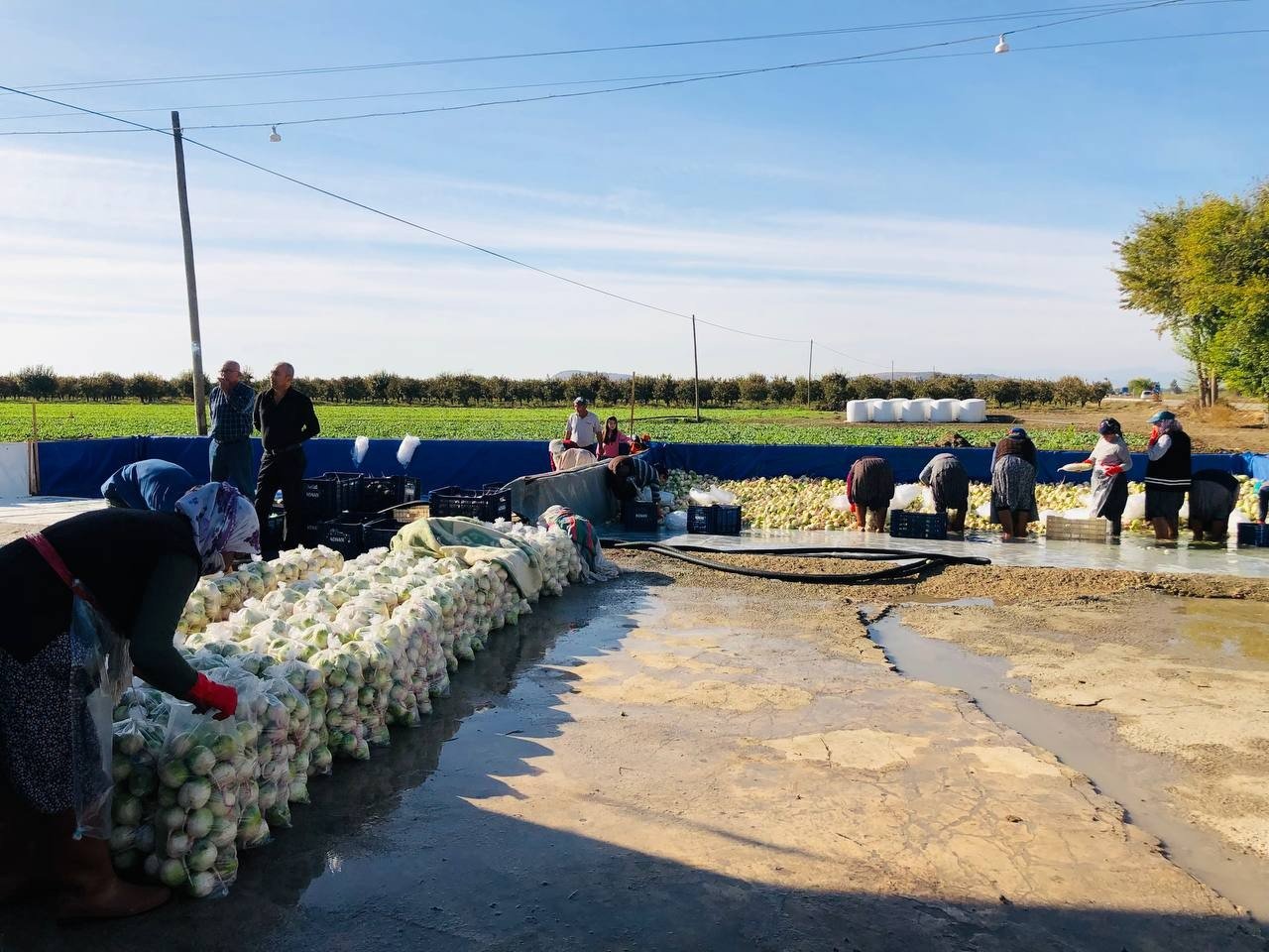 Ispanak ve turp hasadı başladı: İş çok, işçi yok