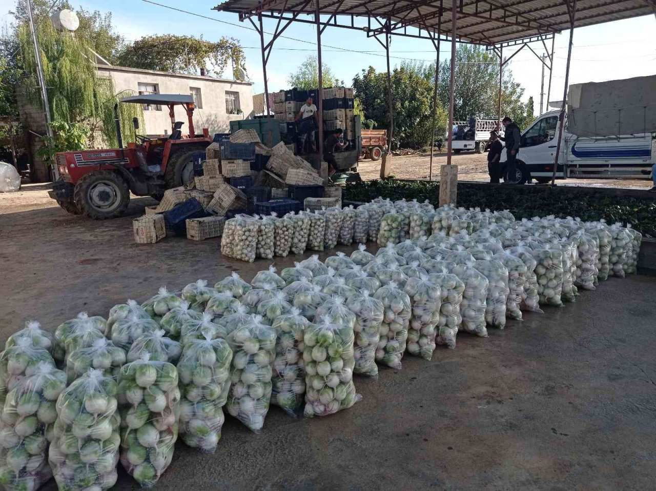 Ispanak ve turp hasadı başladı: İş çok, işçi yok