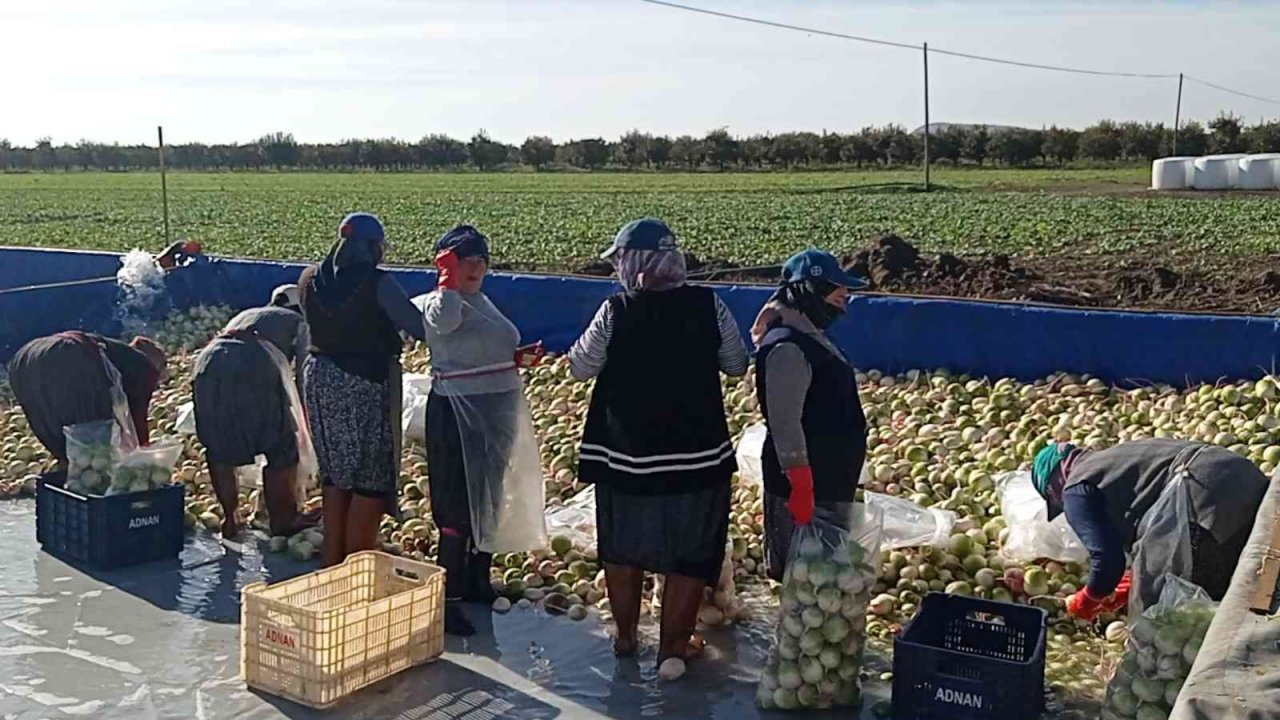 Ispanak ve turp hasadı başladı: İş çok, işçi yok