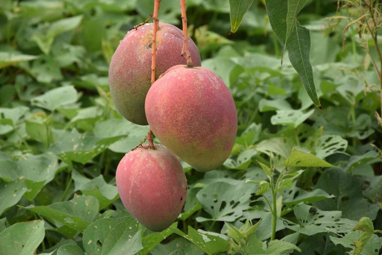 Bir ağacından 190 bin TL gelir sağlanan mango üreticinin yeni gözdesi