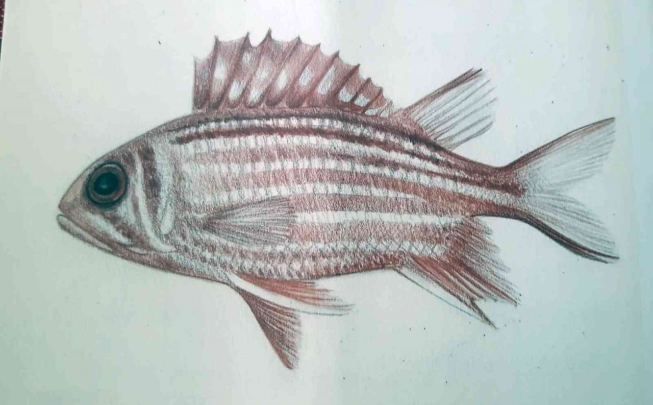 İstilacı balıklar ekonomiye kazandırılıyor