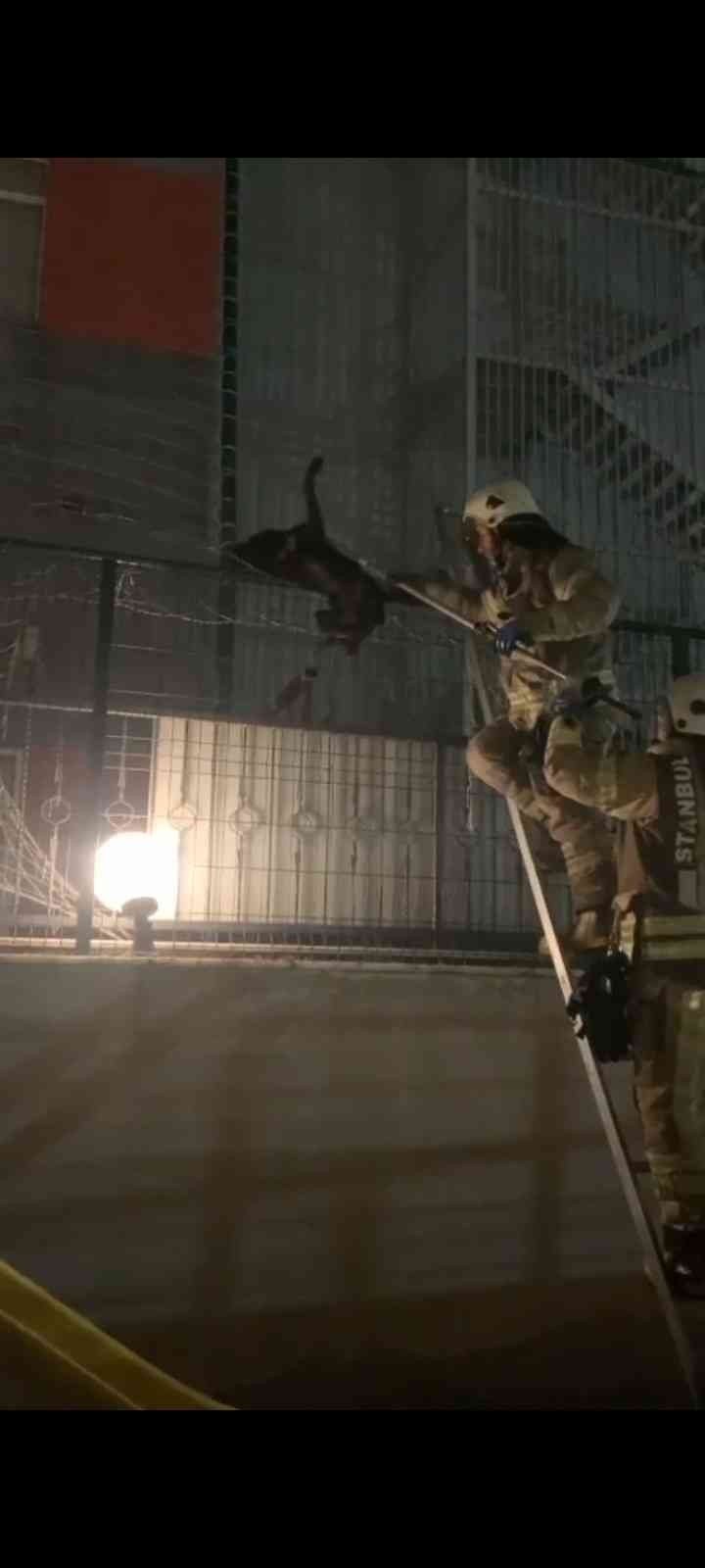 Beylikdüzü’nde tellere sıkışan köpeği itfaiye ekipleri kurtardı