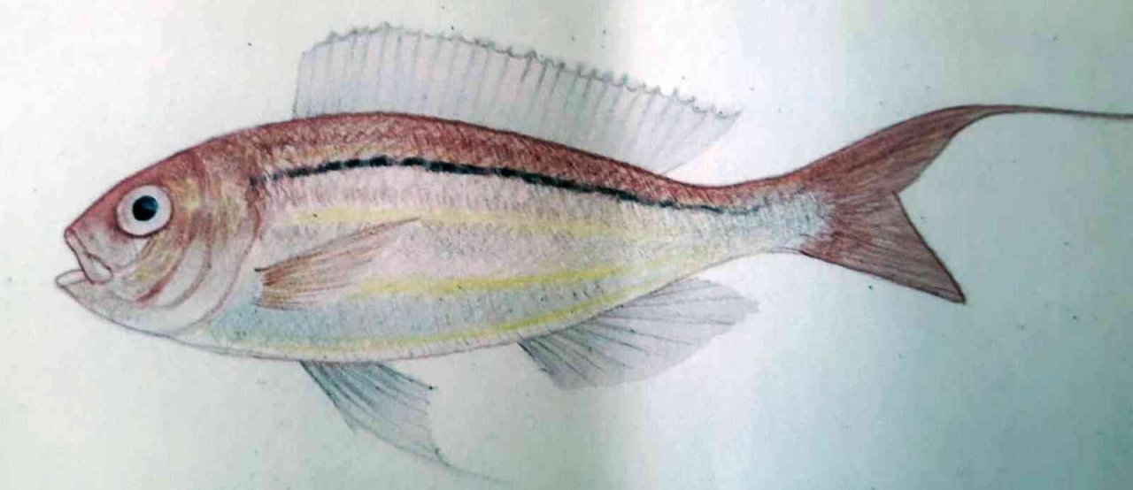 İstilacı balıklar ekonomiye kazandırılıyor