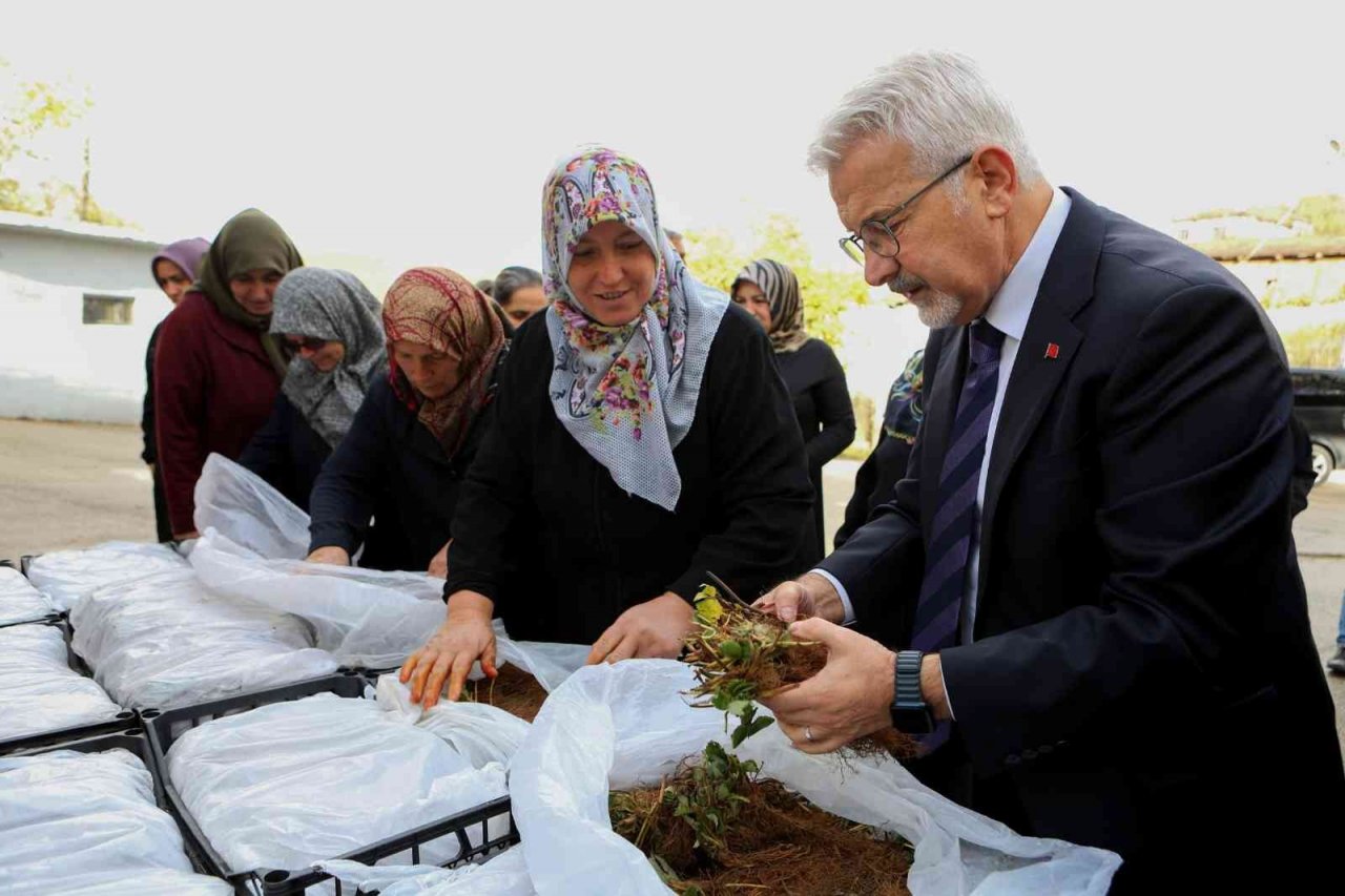 Nilüfer Belediyesi’nden kadın üreticilere 100 bin çilek fidesi