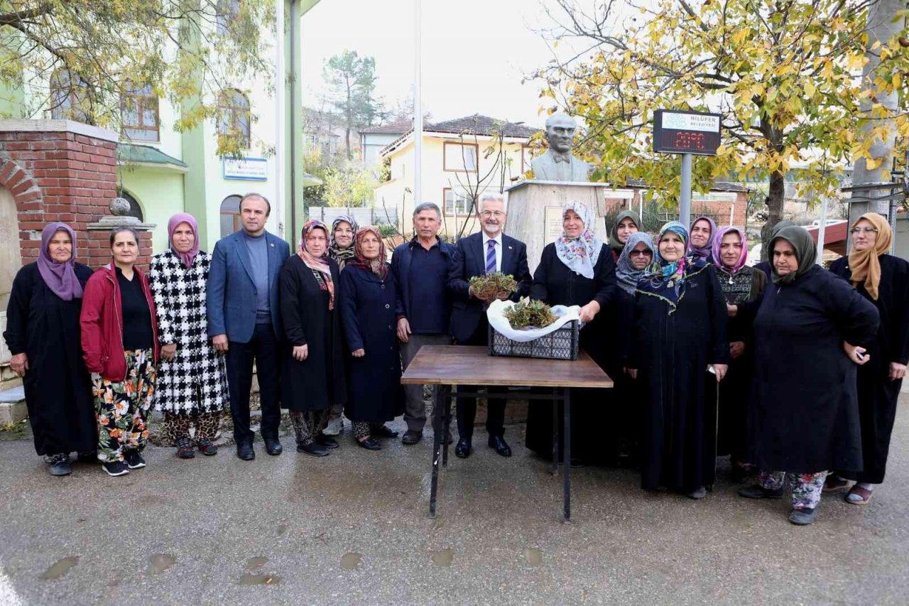 Nilüfer Belediyesi’nden kadın üreticilere 100 bin çilek fidesi