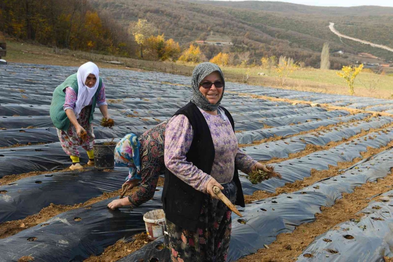 Nilüfer Belediyesi’nden kadın üreticilere 100 bin çilek fidesi
