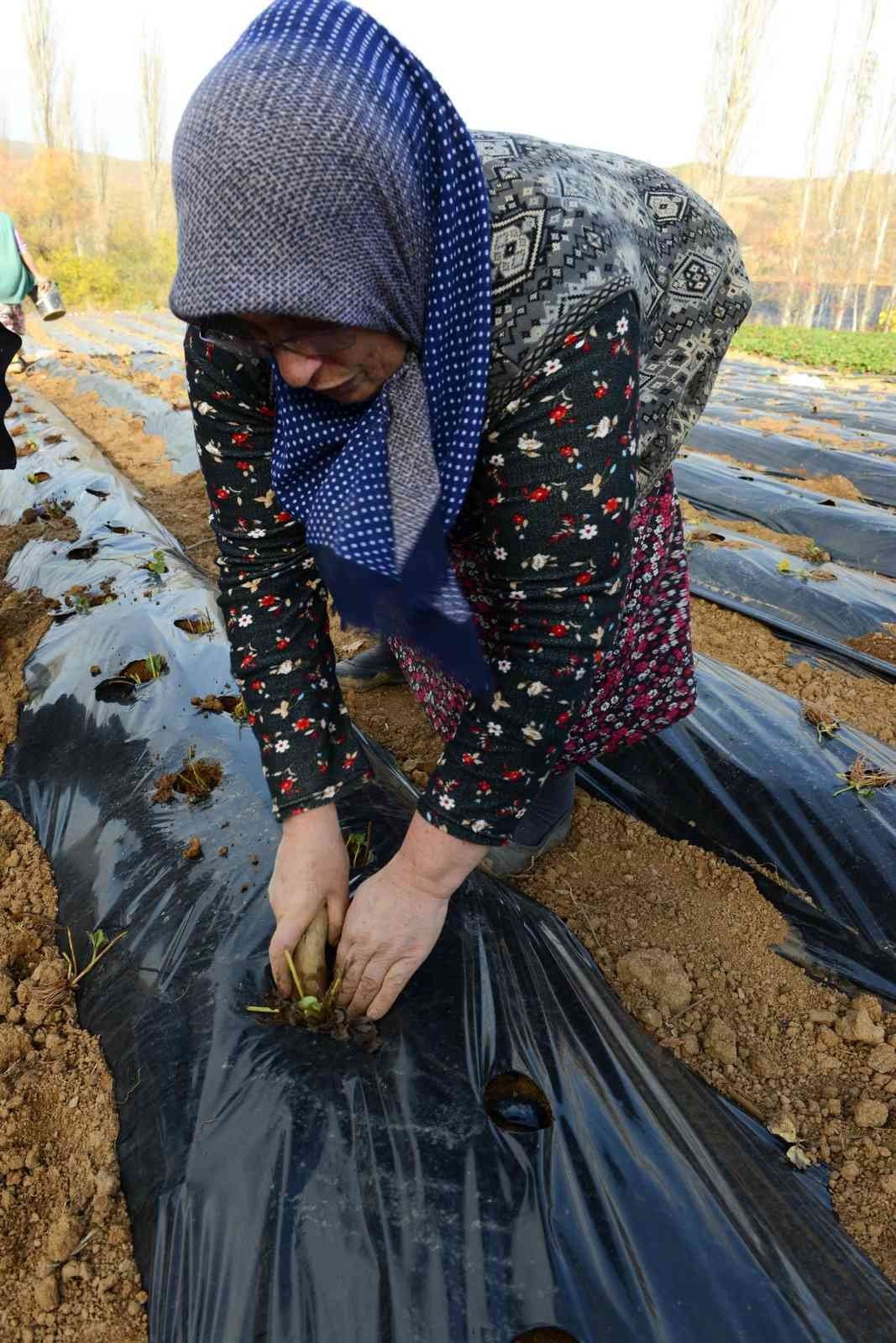 Nilüfer Belediyesi’nden kadın üreticilere 100 bin çilek fidesi