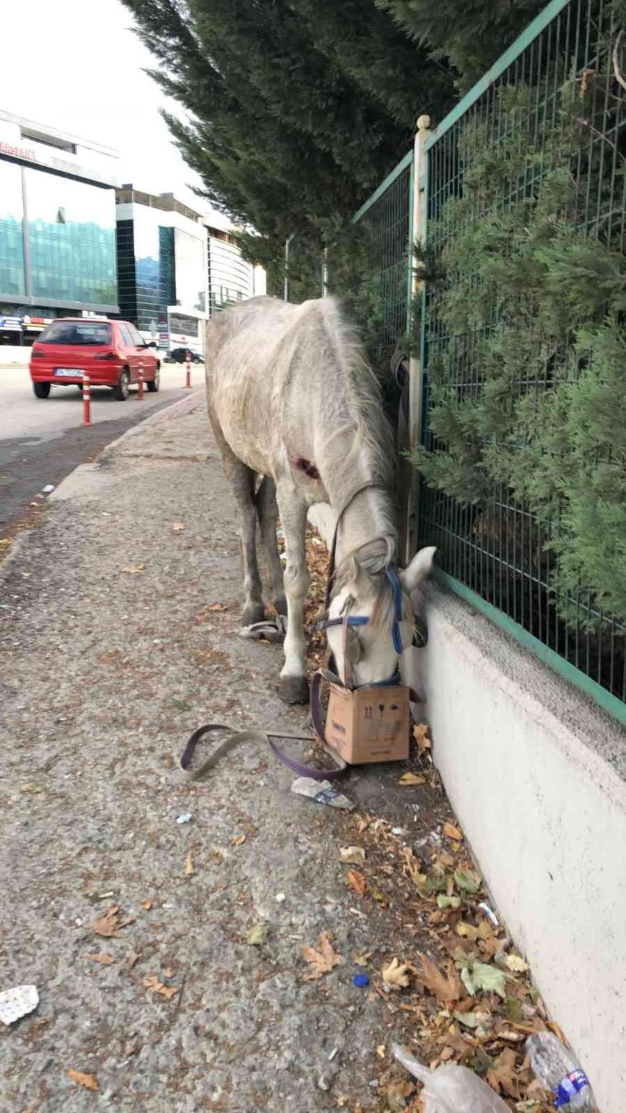 Hırsızlık yapanlar şiddet uygulayıp ölüme terk etti... Belediye sahip çıktı