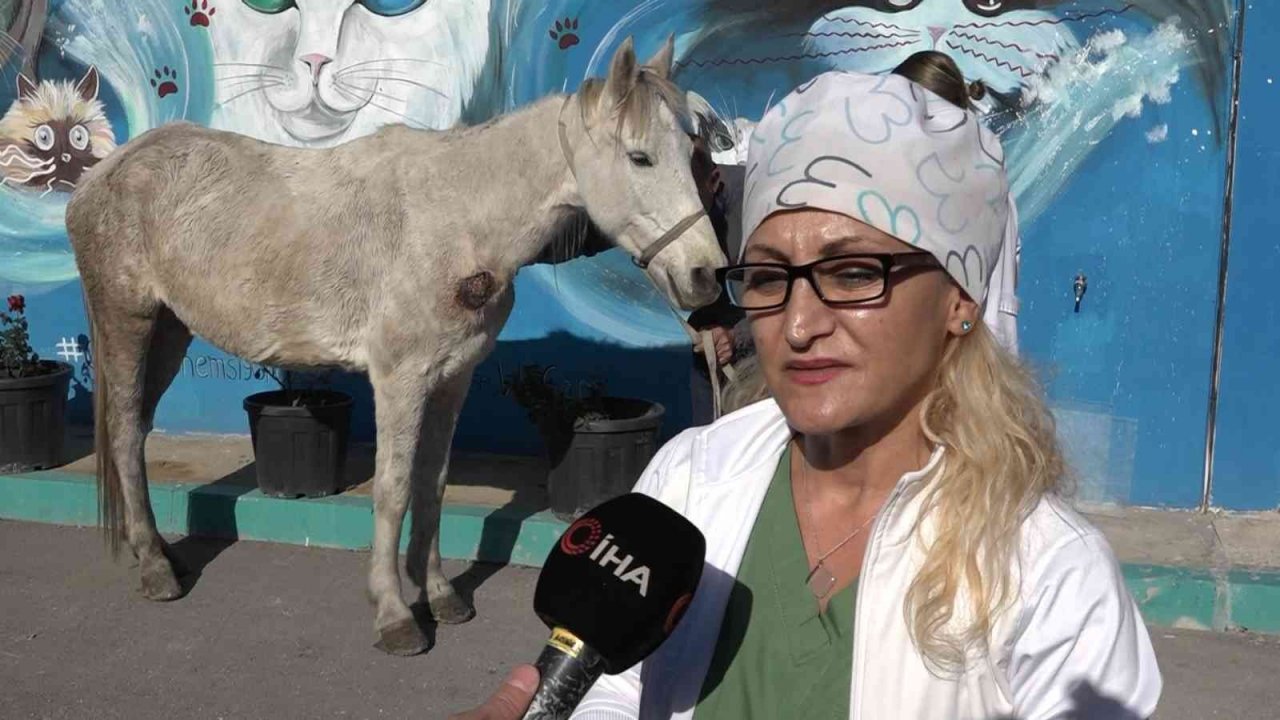 Hırsızlık yapanlar şiddet uygulayıp ölüme terk etti... Belediye sahip çıktı