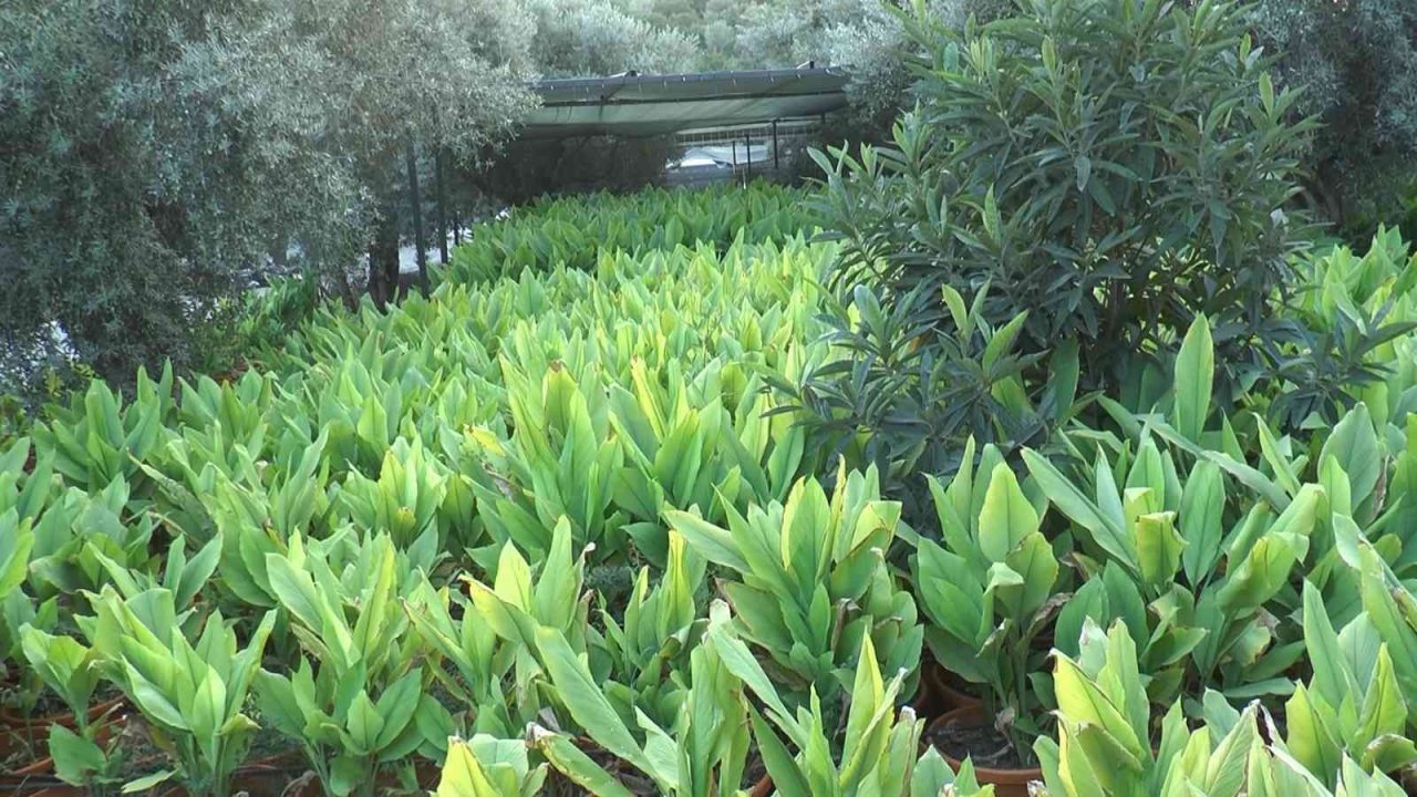 Zerdeçal’ın anavatanı Bodrum olacak