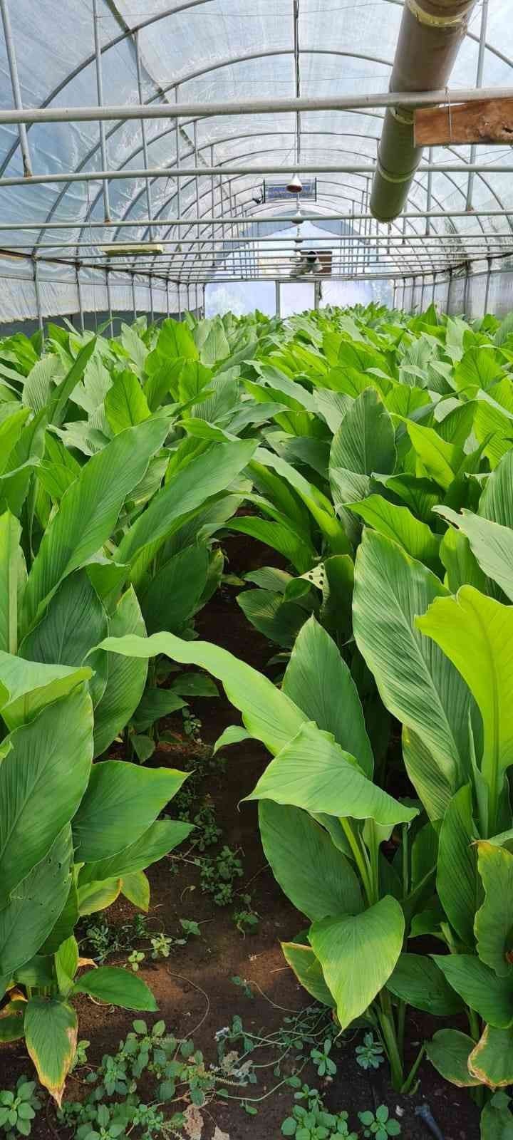 Zerdeçal’ın anavatanı Bodrum olacak