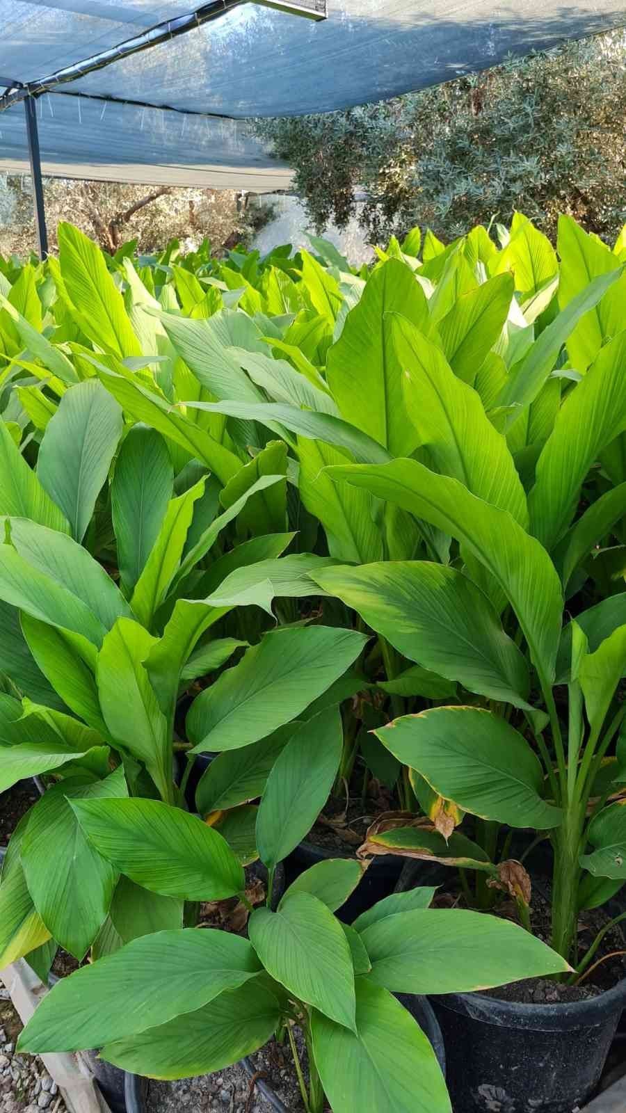 Zerdeçal’ın anavatanı Bodrum olacak