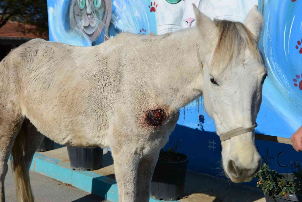 Hırsızlık yapanlar şiddet uygulayıp ölüme terk etti... Belediye sahip çıktı