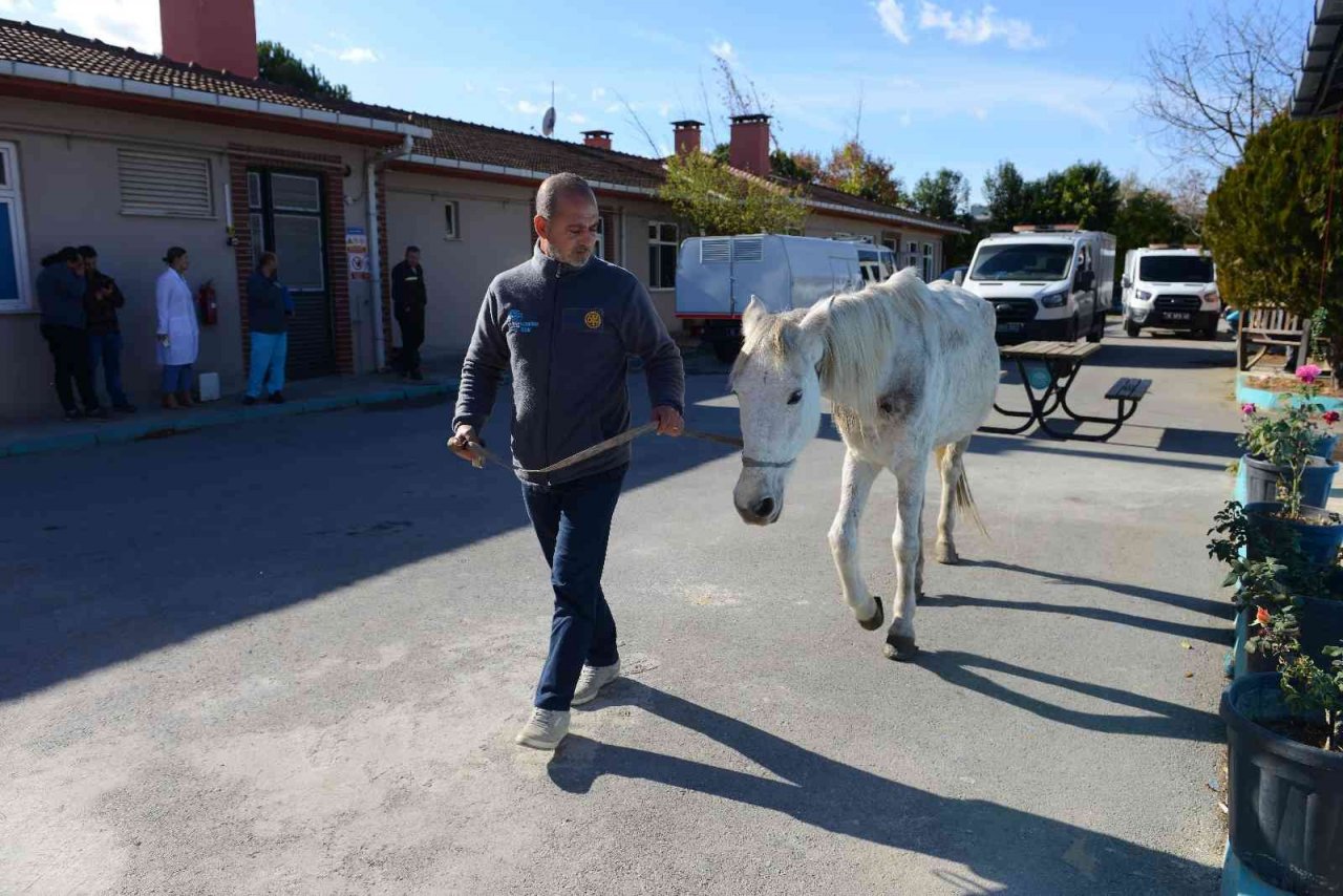 Hırsızlık yapanlar şiddet uygulayıp ölüme terk etti... Belediye sahip çıktı