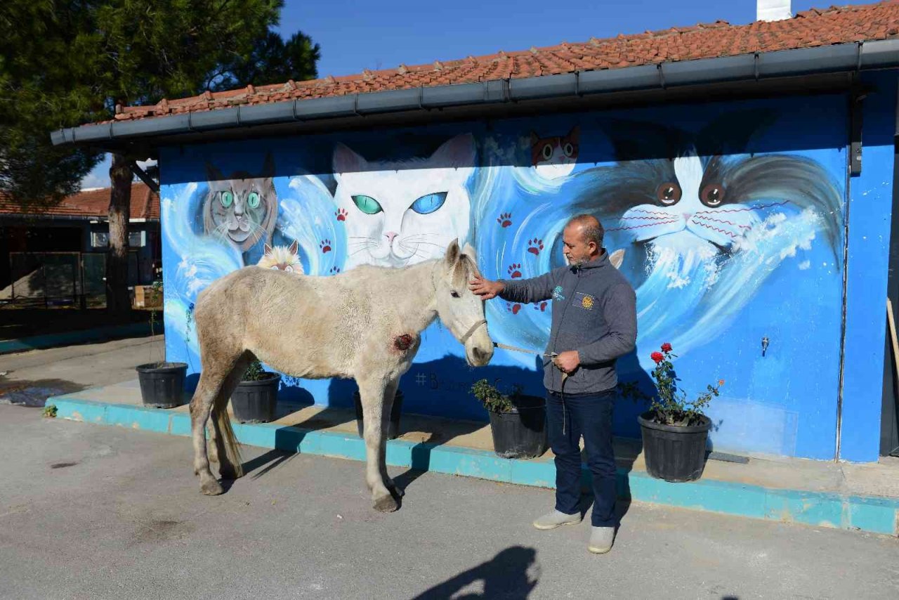 Hırsızlık yapanlar şiddet uygulayıp ölüme terk etti... Belediye sahip çıktı