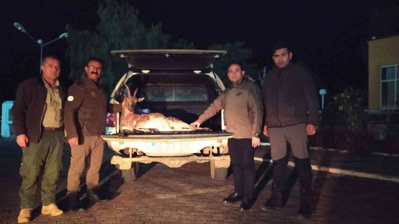 İzinsiz keçi avı pahalıya patladı, çeyrek milyon lira cezadan kaçamadılar