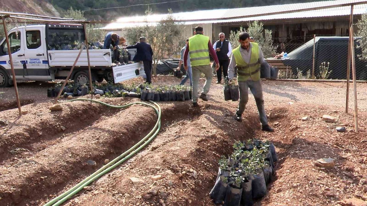 Büyükşehir’den çiftçiye keçiboynuzu desteği