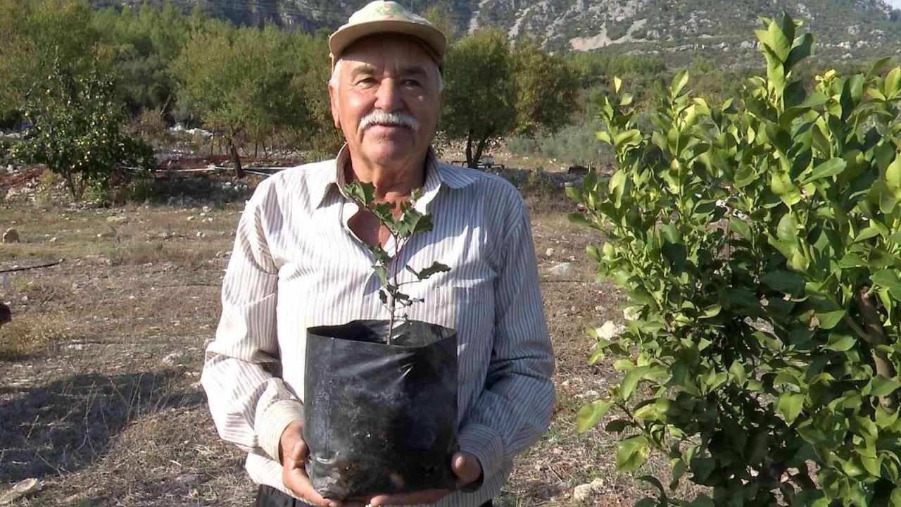 Büyükşehir’den çiftçiye keçiboynuzu desteği