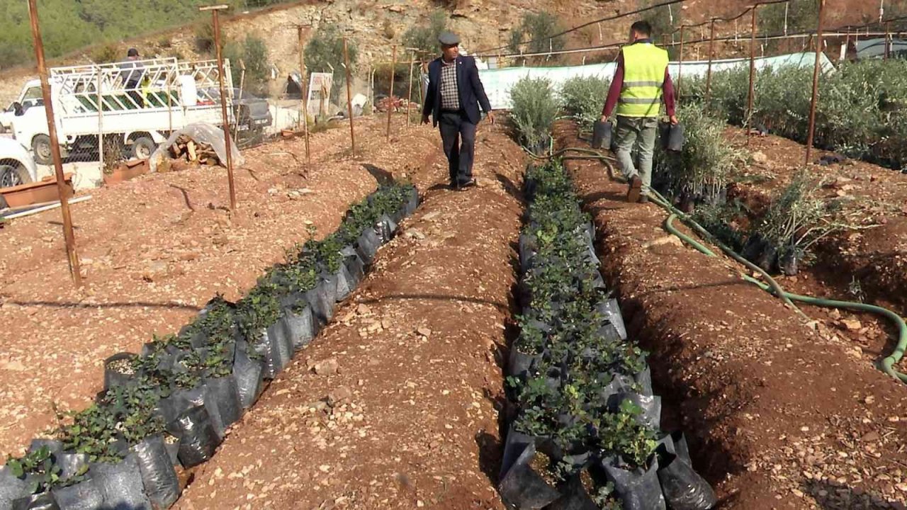 Büyükşehir’den çiftçiye keçiboynuzu desteği