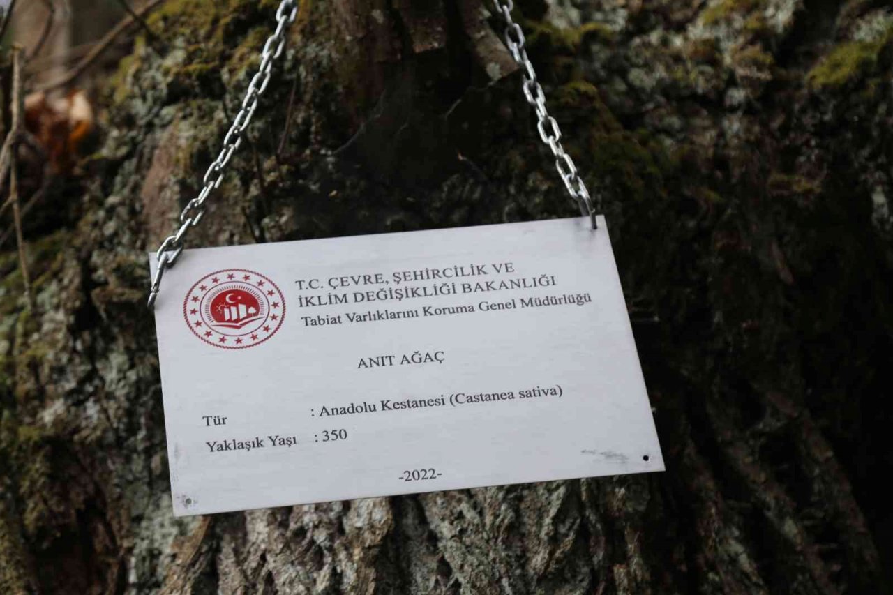 Artvin’de 7 kestane ağacı anıt ağaç olarak tescillenerek plakaları asıldı