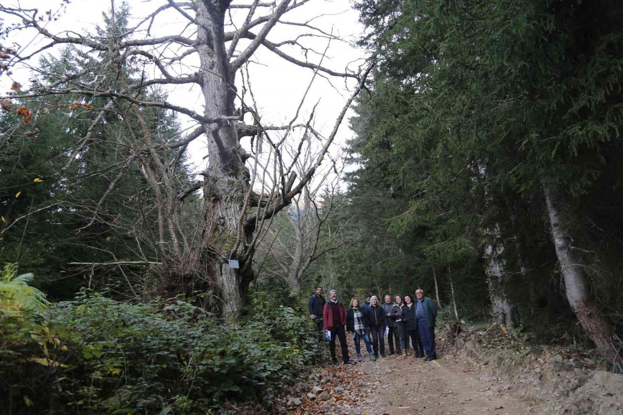 Artvin’de 7 kestane ağacı anıt ağaç olarak tescillenerek plakaları asıldı