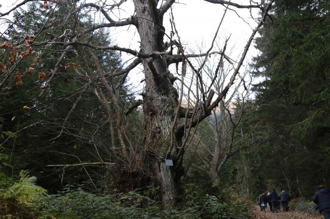 Artvin’de 7 kestane ağacı anıt ağaç olarak tescillenerek plakaları asıldı