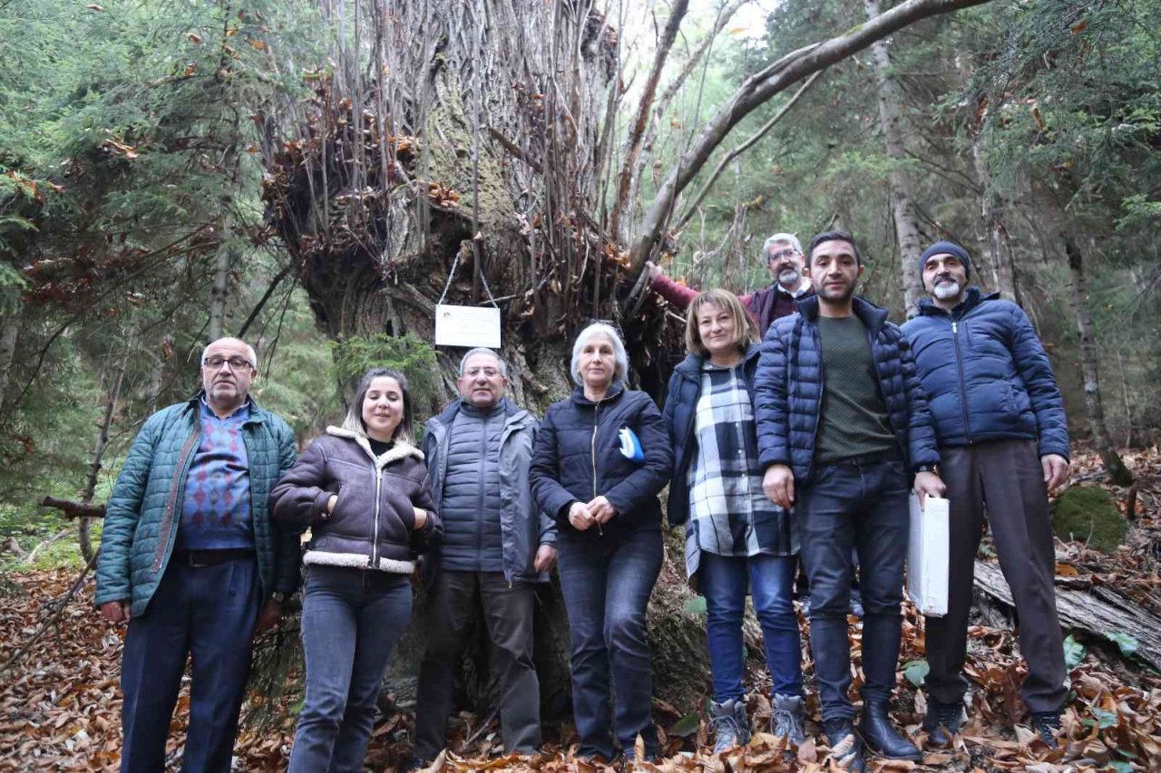 Artvin’de 7 kestane ağacı anıt ağaç olarak tescillenerek plakaları asıldı