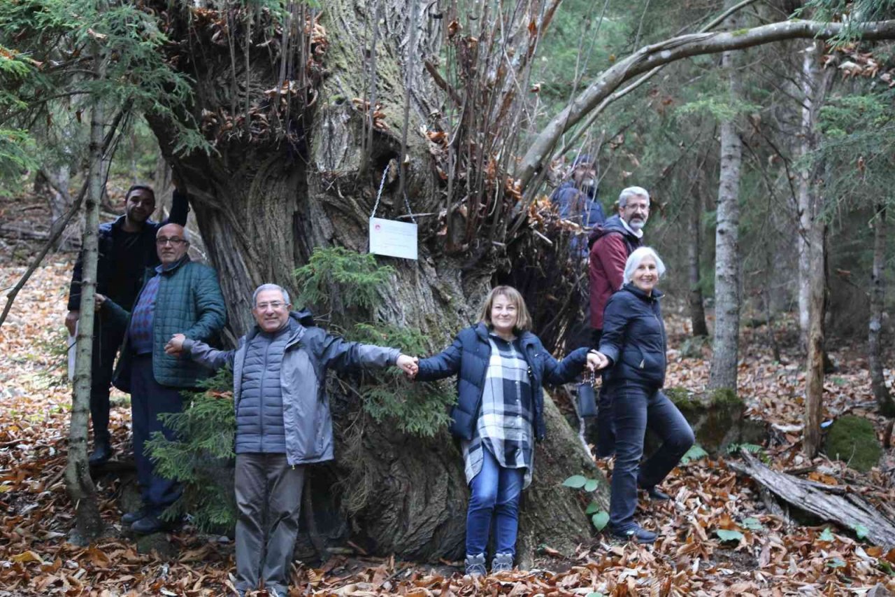 Artvin’de 7 kestane ağacı anıt ağaç olarak tescillenerek plakaları asıldı