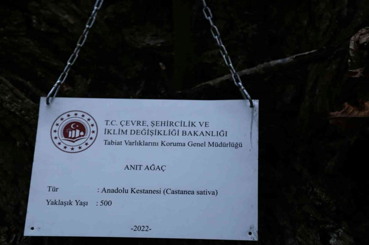 Artvin’de 7 kestane ağacı anıt ağaç olarak tescillenerek plakaları asıldı