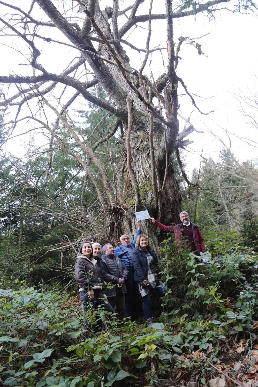 Artvin’de 7 kestane ağacı anıt ağaç olarak tescillenerek plakaları asıldı