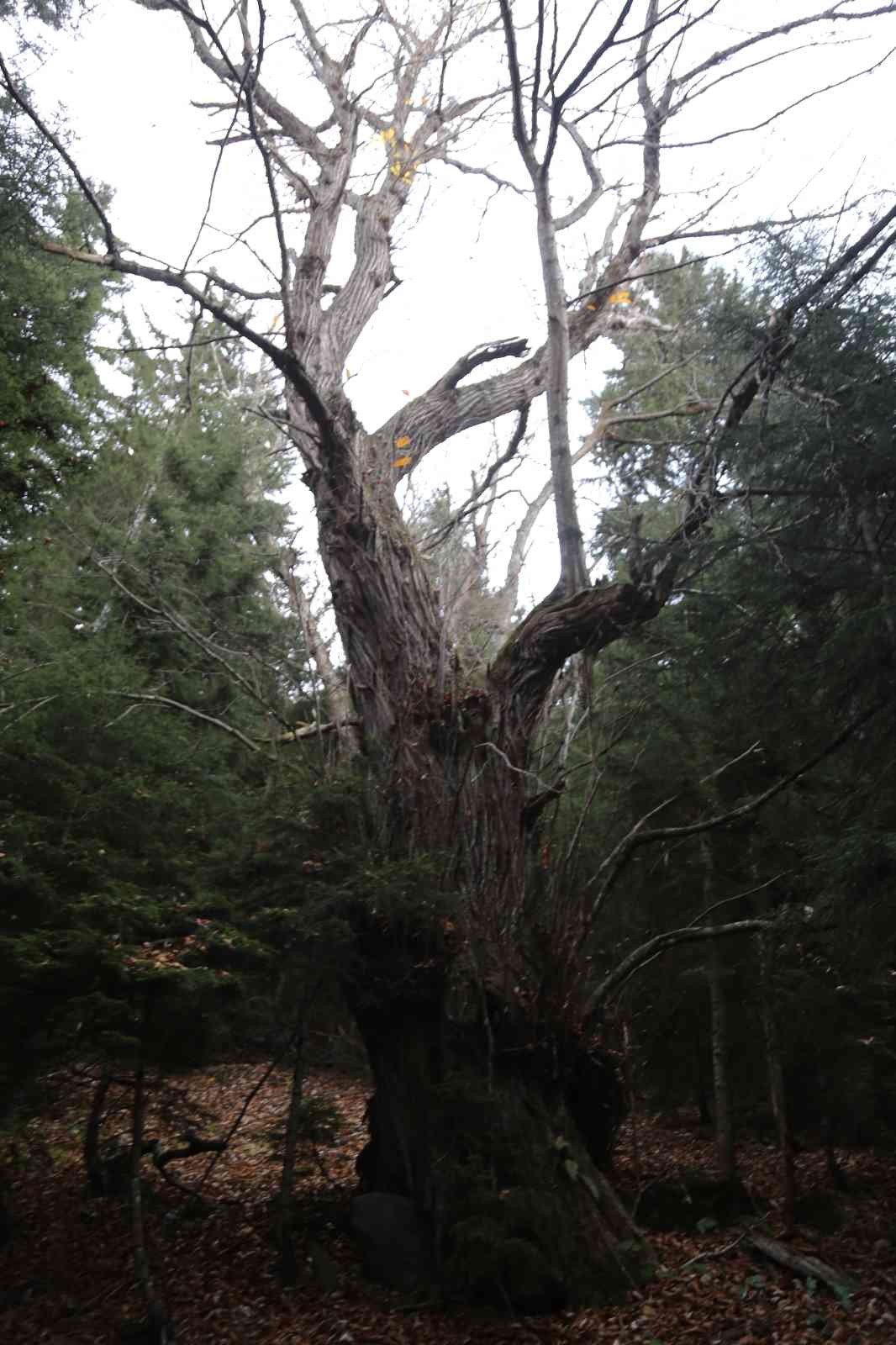 Artvin’de 7 kestane ağacı anıt ağaç olarak tescillenerek plakaları asıldı