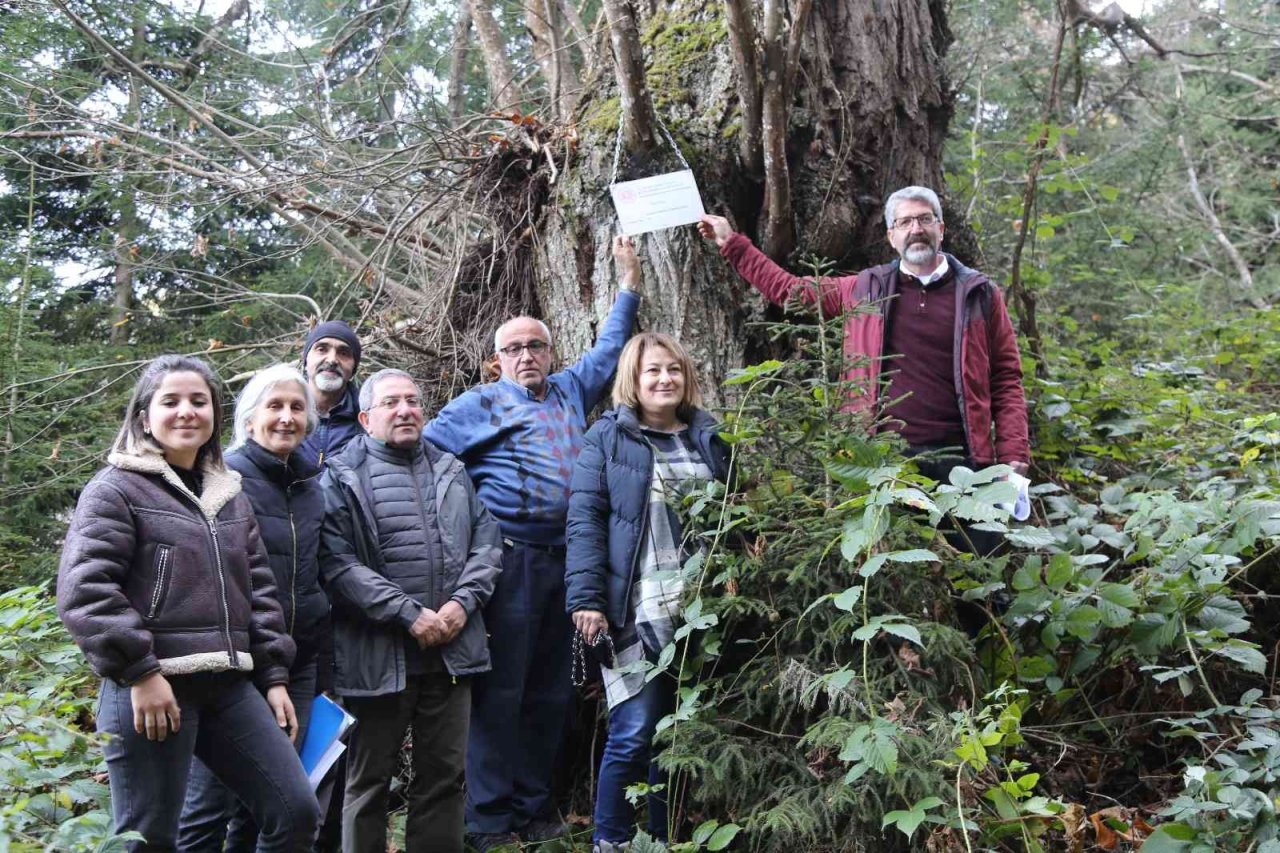 Artvin’de 7 kestane ağacı anıt ağaç olarak tescillenerek plakaları asıldı