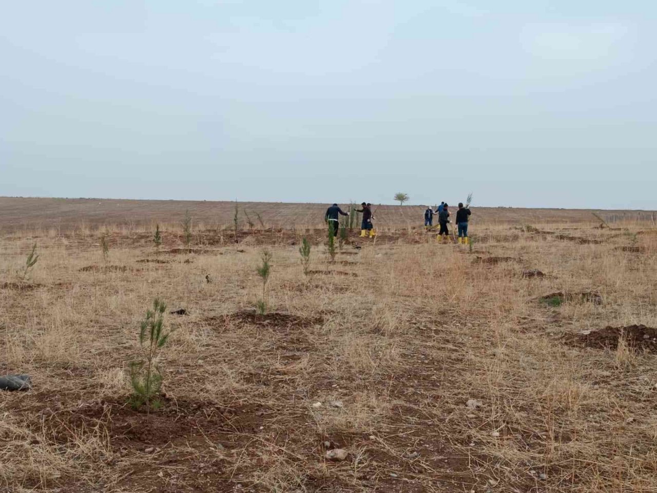 Dicle Üniversitesi 750 ağaç ile yeşillendirildi