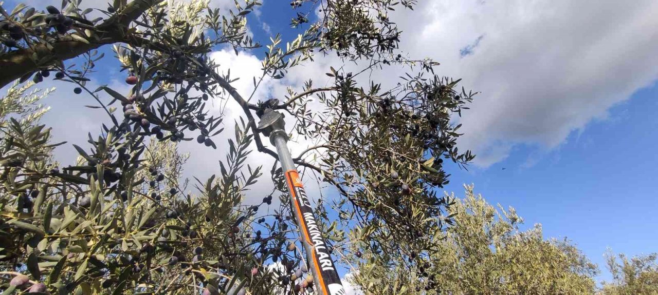 Soğuk ve çamur onları durdurmuyor...Hasat yapıyorlar
