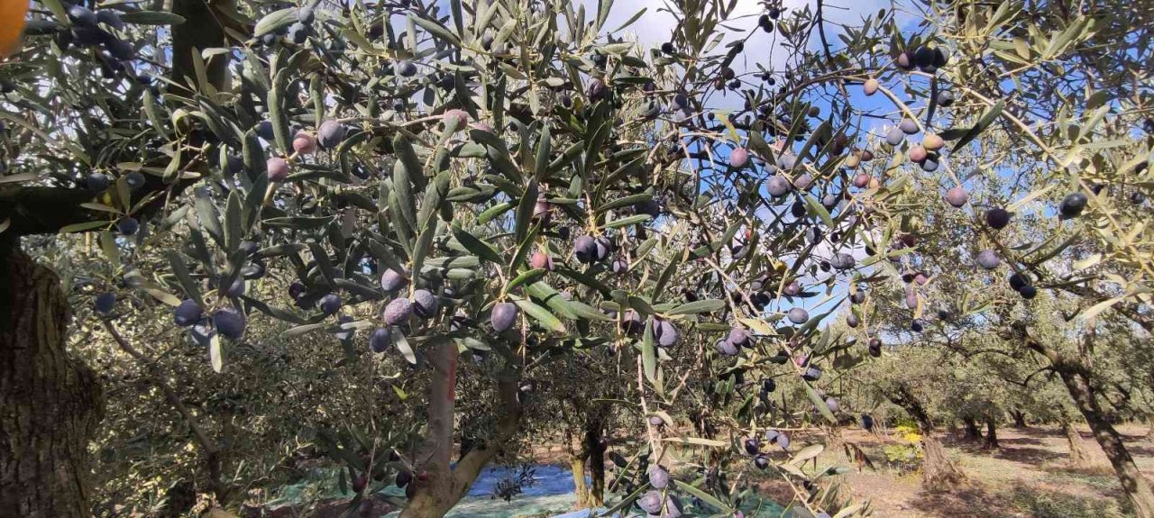 Soğuk ve çamur onları durdurmuyor...Hasat yapıyorlar