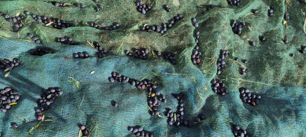 Soğuk ve çamur onları durdurmuyor...Hasat yapıyorlar