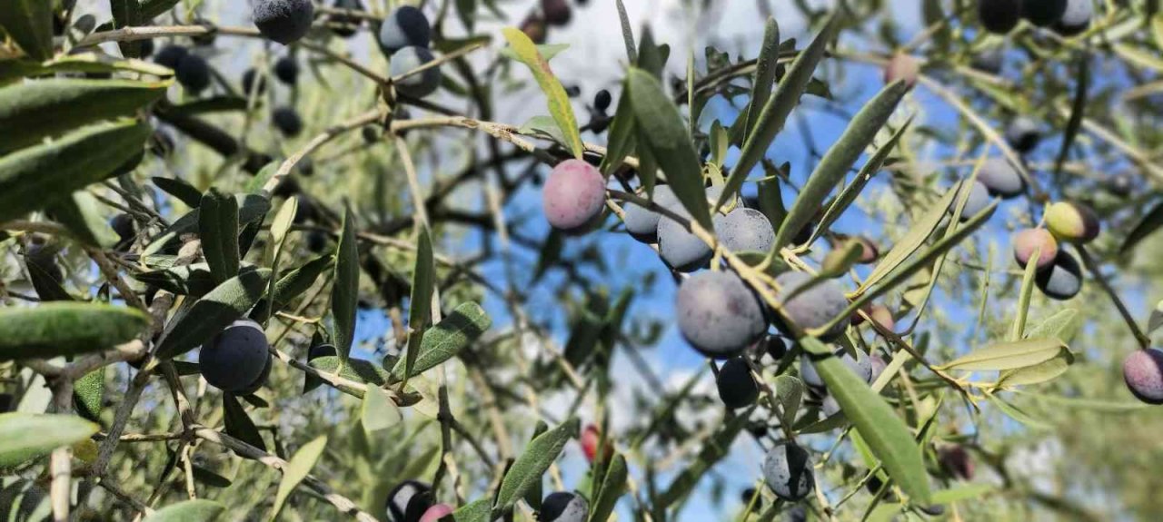 Soğuk ve çamur onları durdurmuyor...Hasat yapıyorlar