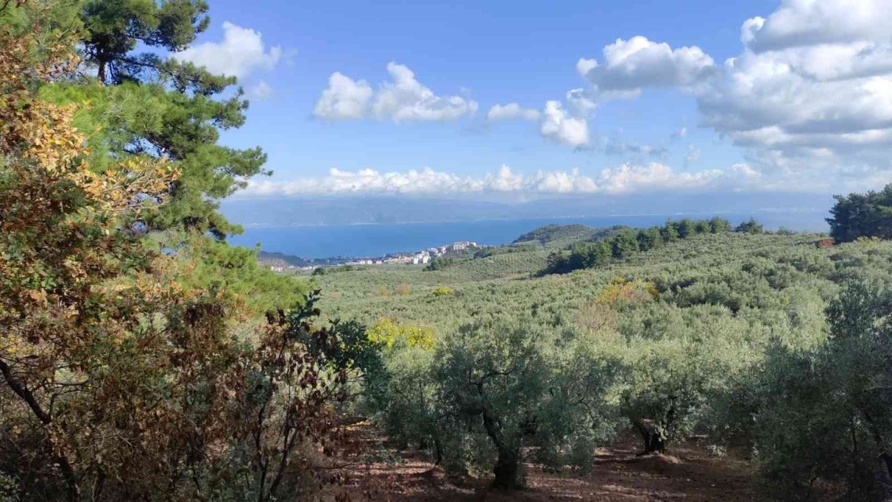 Soğuk ve çamur onları durdurmuyor...Hasat yapıyorlar